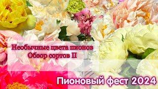 Эти пионы украсят любую колекцию: необычные расцветки на  Пионовом фесте 2024