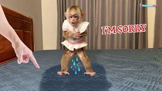 Monkey Kyo causes big trouble, but her clever solution will surprise you!