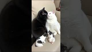 They Look So Alike! Two Parent Cats & Their Kittens – No DNA Test Needed!