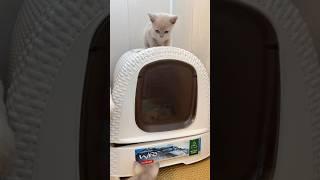 Нехорошо подглядывать, но мы только заглянули))Туалет на ура! Это успех️ #лиловаябурма