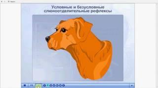 Условные и безусловные рефлексы. Слюноотделение. ЕГЭ и ОГЭ по биологии