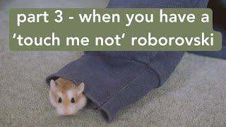 Taming & Handling Your Roborovski Hamster - PART 3: A 'Touch Me Not' Robo