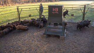 Trapping this LARGE sounder of wild hogs helped me break the quota.