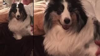 My Blue Merle Sheltie