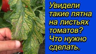 От чего на листьях томатов появляются пятна и как этого не допустить.