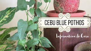 Cebu Blue Pothos Information & Care | Epipremnum pinnatum 'Cebu Blue' Houseplant