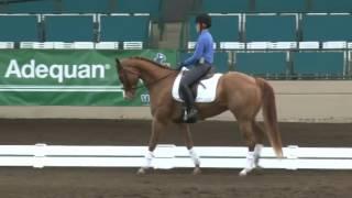 Jeremy Steinberg: Can Your Quarter Horse Do Grand Prix Dressage?