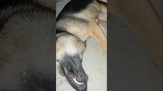 My dog is sleeping soundly under the table.#dogs#gsd#shorts