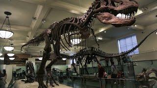 Нью-Йорк: Музей естественной истории/NYC: American Museum of Natural History