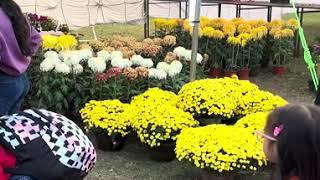 Flora expo 2024 Jawalakhel Football Ground