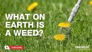 WHAT ARE WEEDS? | TRUGREEN LAWN CARE TIPS