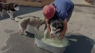 Как приучить собаку к воде ?