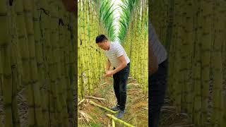 Let's Having A Good Feel Of The Sugarcane #satisfying #short