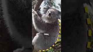 How Koalas Mastered the Art of Barely Trying!