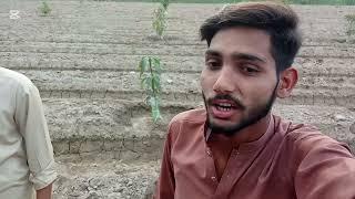Tour of farms Rana umair vlogs