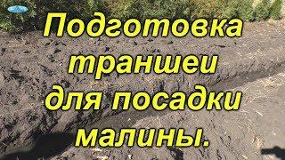 Малина. Правильная подготовка траншеи для посадки.