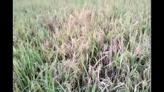 RICE- Oryza sativa (Asian rice) or Oryza glaberrima (African rice)-paddy