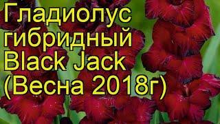 Гладиолус гибридный (Black Jack). Краткий обзор, описание характеристик, где купить луковицы