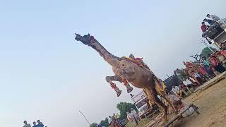 Subhash karnawat ke camel dance in sultana।।camel dance।। sultana।। camel