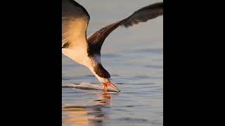 One of a Kind Bird Skims the water for fish #birds #naturelover #wild #shorebirds