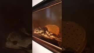 Голландские натюрморты // Пушкинский музей.