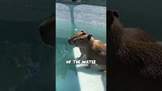 Capybaras Go SWIMMING