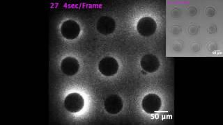 Flash of light that sparks when a sperm meets an egg