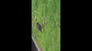 No business like crow business
