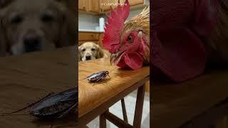 Shocking! Chicken probably wants to say who is the boss!