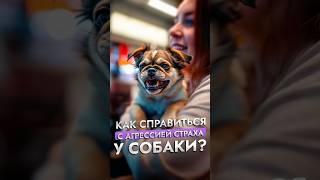 Как страх провоцирует агрессию у собак? | Советы кинолога | ЛавГав