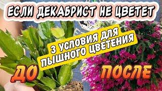 3 условия для пышного цветения декабриста: теперь точно зацветёт!