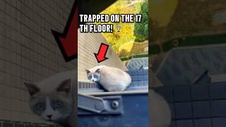 This Cat Was Stuck on the 17th Floor—Will He Make It?  #catrescue #bravecat