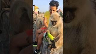 Thari Jai ho Pawan Kumar | bandar ki video #hanuman #bandar #jaishreeram #shreeram