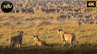 Lions vs Rivals: Epic Battles in the Wild Ep.02 | Wild Animal Documentary