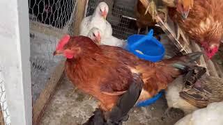 5 THINGS ABOUT CHICKENS 