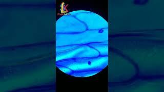 Let's check Onion under microscope.