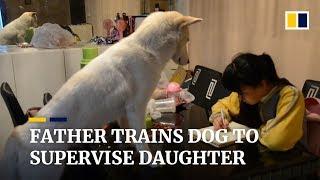 Father trains dog to supervise his daughter as she does homework in China