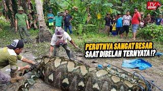 Viral !! Ular Piton Ditemukan dengan Perut Raksasa di Kebun, Warga Panik Diduga Telan Manusia...