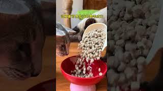 【#喵可酱】养一只温柔粘人且善解人意的东方短毛猫是一种怎样的体验 #诚实一口猫粮 #诚实一口小金袋#万物可爱计划