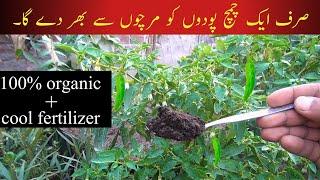 Best fertilizer for chilli plant|organic compost fertilizer