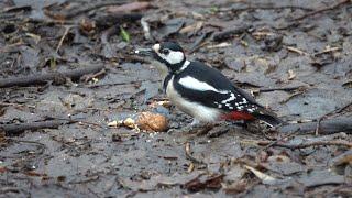 Небольшая зарисовка с дятлом / A small sketch with a woodpecker