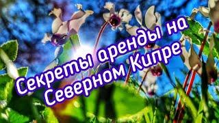 Как удачно арендовать жилье на Северном Кипре: секреты и лайфхаки аренды без головной боли.