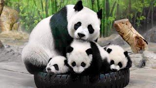  Too Funny! Panda mother and Panda baby Funny moments  - Panda Funny Video