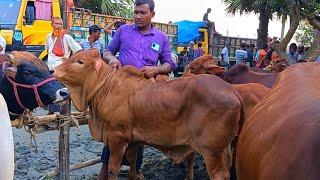 @আজ ৬/৩/২৫ | নোয়াখালীর খামারী কেমন দামে হাটসেরা শাহীওয়াল জাতের ষাড় বাছুর গরু কিনলেন?