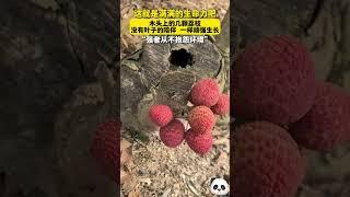 這就是滿滿的生命力吧，木頭上的幾顆荔枝，沒有葉子的陪伴一樣頑強生長~#shorts #china #DynamicChina