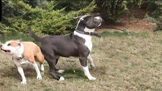 Летающая собака Бэр. Американский Стаффордширский терьер. American Staffordshire Terrier.