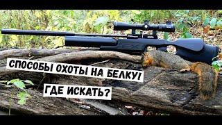 СПОСОБЫ ОХОТЫ НА БЕЛКУ: ОРУЖИЕ И КАЛИБР ДЛЯ БЕЛКОВАНИЯ #охота #животные #полезное #советы