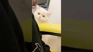 Sound kucing|cute cat#youtubeshorts #cat#galerikucinglucu