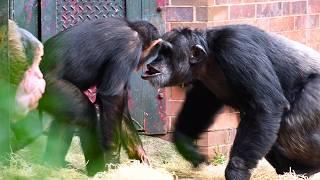 The Chimps Get Spooked On Chimp Island