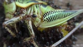 Secuencia capta a hormigas y abejas diseccionando a un grillo